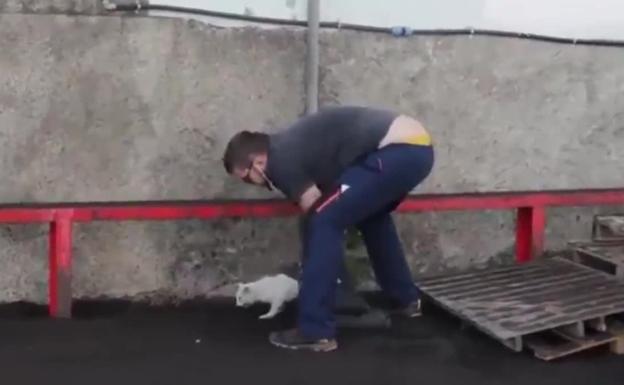 Rescatan a un gato afectado por los efectos del volcán